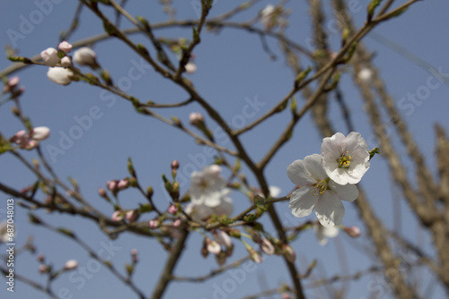 Pink cherry blossom on the Sakura tree. 