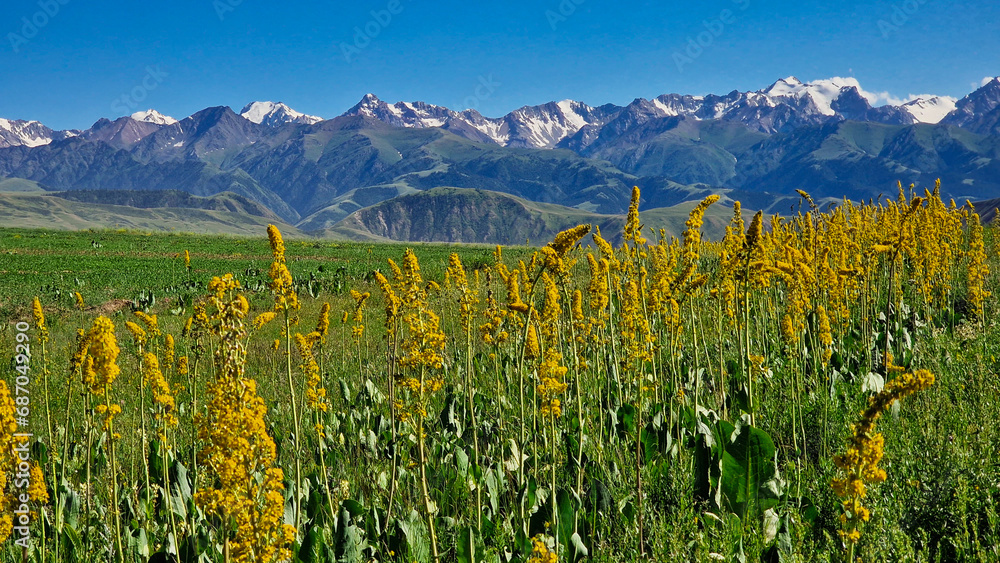 Yellow wild flowers with mountains in the background 