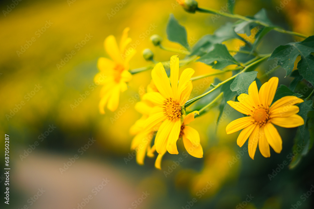 Beautiful Mexican Sunflower Bloom Yellow with Blue Sky, Tung Bua Tong forest park at Doi Mae Ukho , at Mae hong son Thailand Beautiful Mexican Sunflower Bloom Yellow with Blue Sky, Tung Bua Tong forest park at Doi Mae Ukho , at Mae hong son Thailand