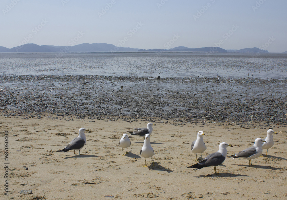 Obraz premium Seagulls gathering on the beach