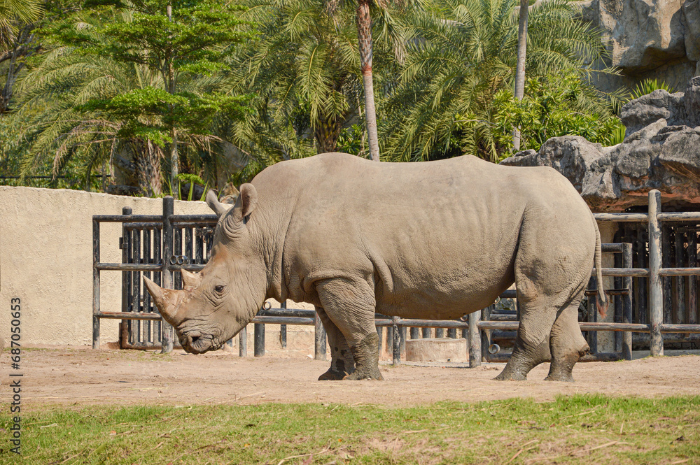 Obraz premium Rhinoceros.