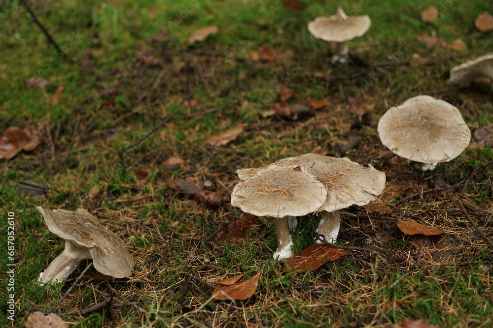 November in der Natur, Herbst oder Winter im Wald und auf Wiesen mit Pilzen November in der Natur, Herbst oder Winter im Wald und auf Wiesen mit Pilzen