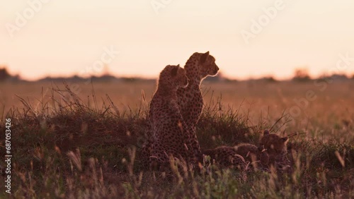 Long lens of a coalition of cheetahs (Acinonyx jubatus) scanning grasslands for prey at sunrise in Africa.