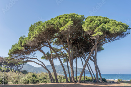 maritime pines grove on shore at Baratti gulf, Italy photo