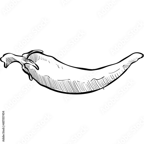 chili handdrawn illustration
