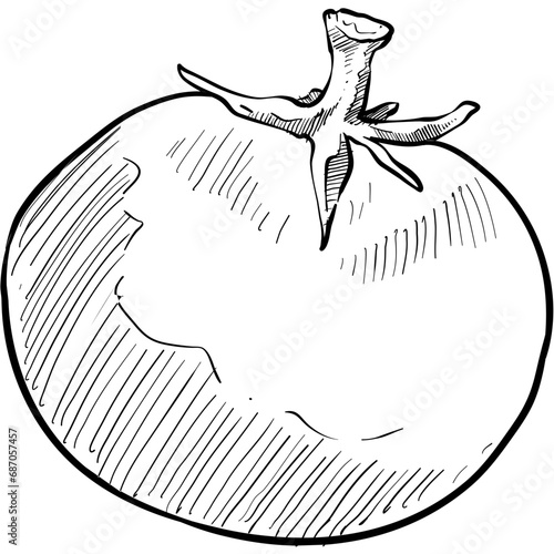 tomato handdrawn illustration