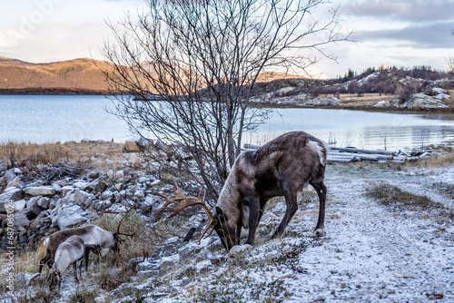 Norwegian deer on rocky shore with snow