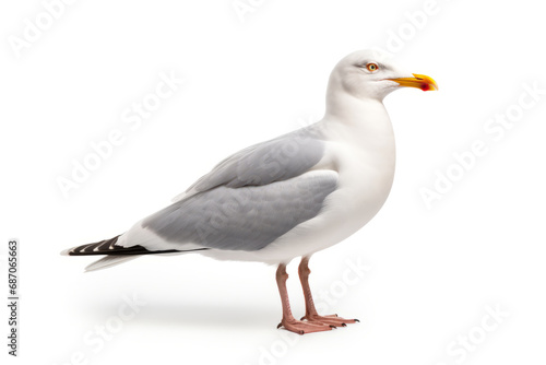 Seagull isolated on white background, side view.generative ai