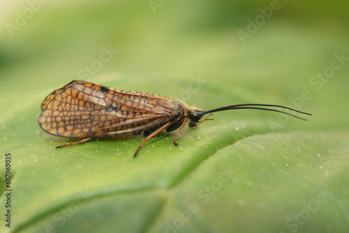 Foto Closeup on a rare, dark brown caddisfly, Hagenella clathrata, sitting on a green