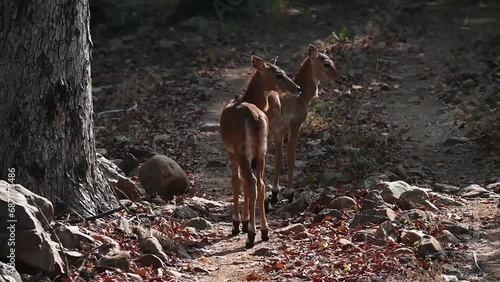 A pair female of nilgai in Ranthambore national park photo