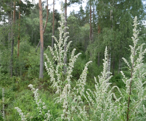 Young wormwood against the background of a coniferous forest on a cloudy summer day. A fragrant perennial plant after rain. A medicinal plant used in cooking.