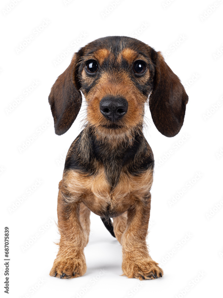 Adorable brown teckel dog pup, standing facing front. Looking towards camera with big innocent eyes. isolated on a white background.