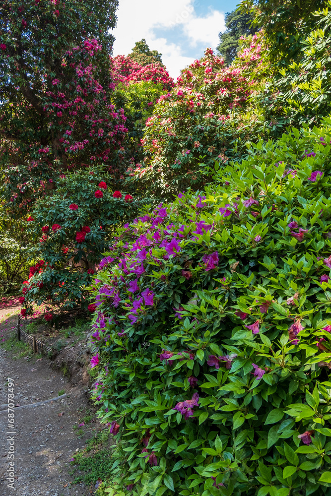 Lake Como springtime - variety of azaleas in bloom in the botanic park. Taken in Tremezzo, Italy Lombardy
Lake Como springtime - variety of azaleas in bloom in the botanic park. Taken in Tremezzo, Italy Lombardy