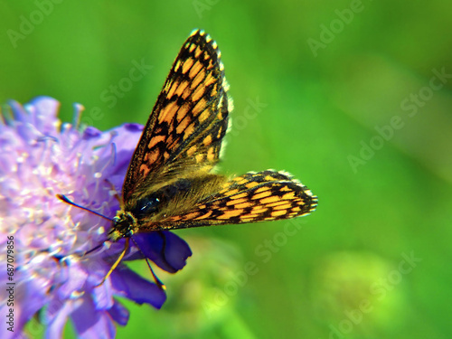 Close-up of butterfly with flower (Stoke's aster) and blurred grass background.