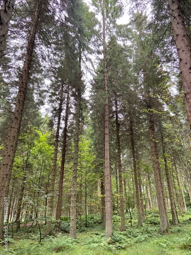 Forest of Scots pines