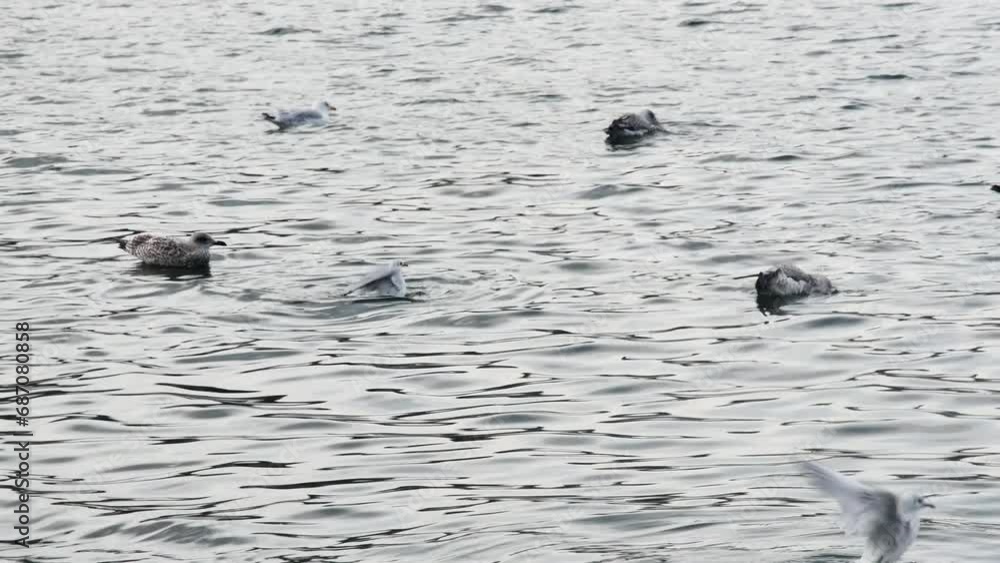 black-headed gull having fun swimming among the seagulls in the sea black-headed gull having fun swimming among the seagulls in the sea