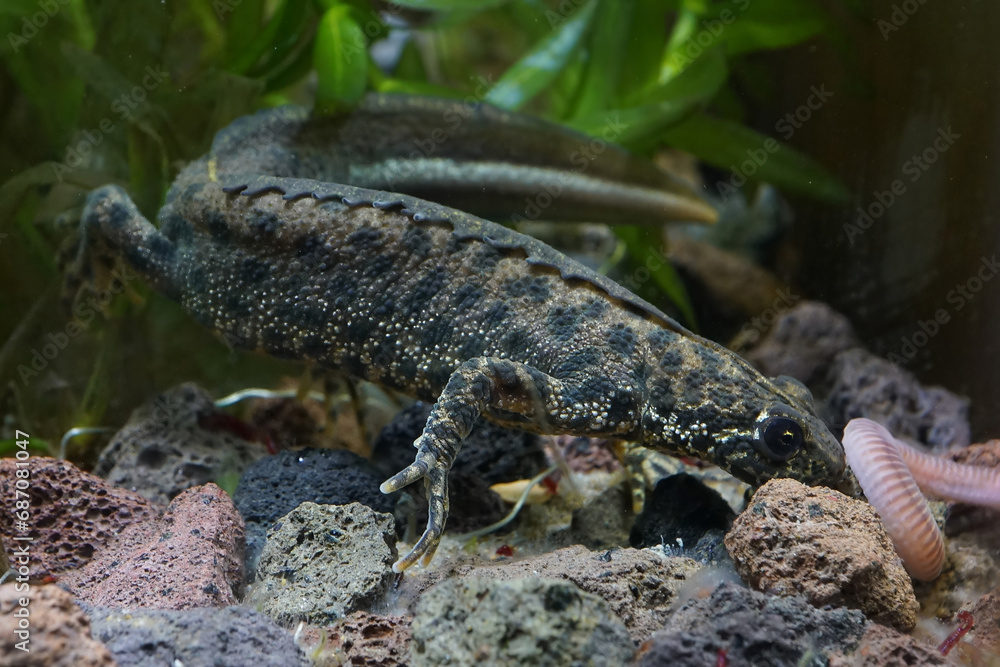 Closeup on an aquatic balkan crested newt , Triturus ivanbureschi , ready to attack an earthworm Closeup on an aquatic balkan crested newt , Triturus ivanbureschi , ready to attack an earthworm