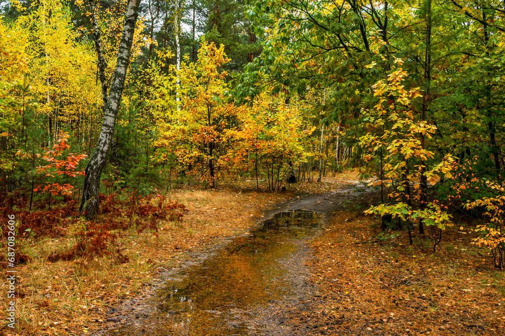 Autumn forest after rain. Puddles reflecting trees. Fallen leaves. Hiking. A walk through the autumn forest. Autumn forest after rain. Puddles reflecting trees. Fallen leaves. Hiking. A walk through the autumn forest.