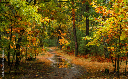 Autumn forest after rain. Puddles reflecting trees. Fallen leaves. Hiking. A walk through the autumn forest. © Mykhailo