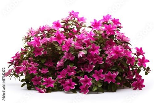 Colorful Flower Bush on White Background: A Burst of Spring with Red, Pink, and Purple Blooms amidst Nature and Garden Settings