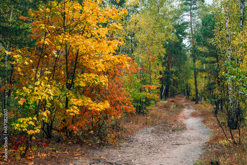 Forest path. The trees are painted in bright autumn colors. Beauty of nature. Hiking. Walk outdoors.