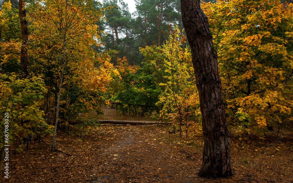 Fototapeta premium Fallen trees in the forest. Beauty of nature. Autumn. Hiking. Take a walk in the fresh air.