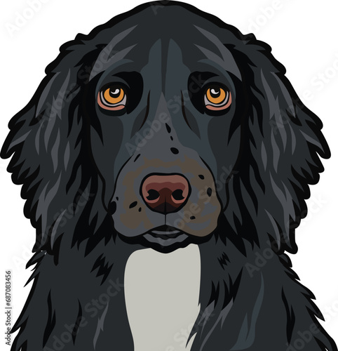 Fototapeta Naklejka Na Ścianę i Meble -  Field Spaniel dog face isolated on a white background, EPS, Vector, Illustration - This versatile design is ideal for prints, t-shirt, mug, poster, and many other tasks.
