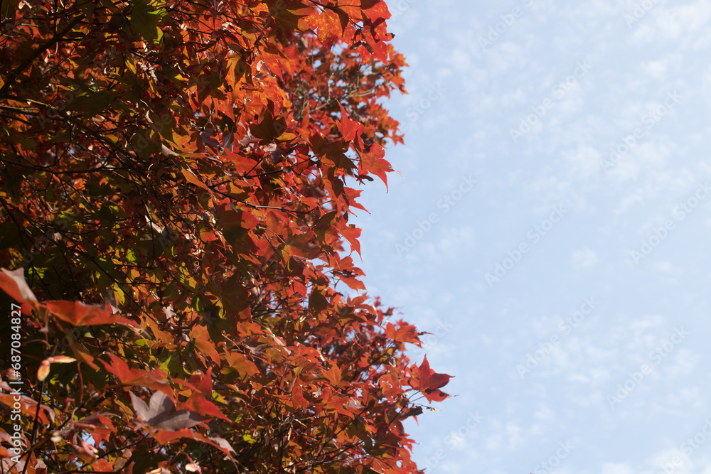 Autumn is filled with yellow leaves like a beautiful dream. Autumn is filled with yellow leaves like a beautiful dream.