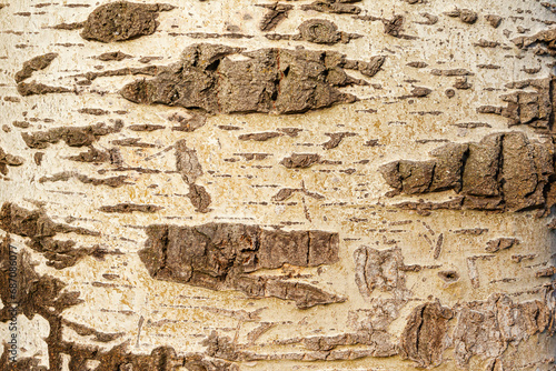 Tree bark with areas of irregular texture in horizontal format. Image made in macro photography.