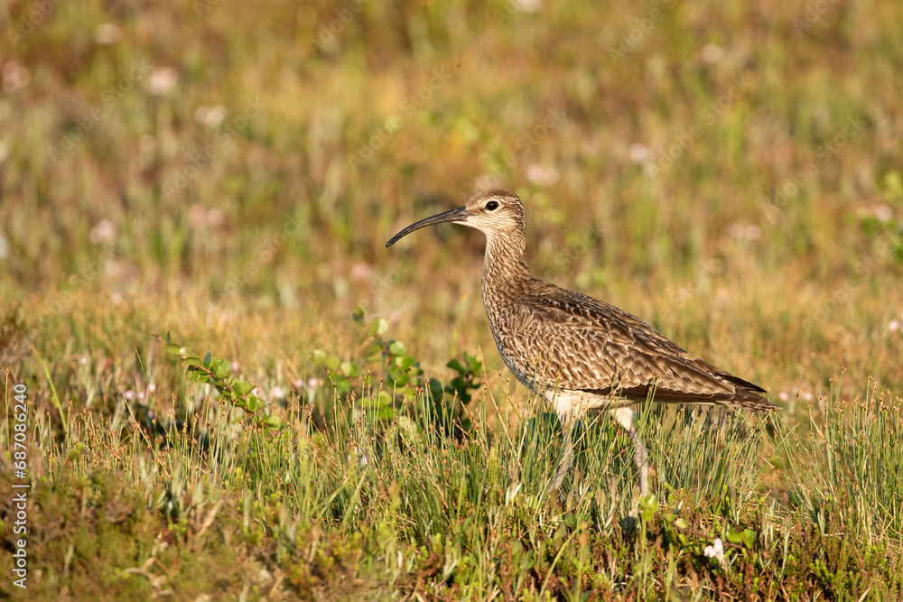 Numenius phaeopus, common whimbrel walking in the bog on a sunny summer night in Northern Finland Numenius phaeopus, common whimbrel walking in the bog on a sunny summer night in Northern Finland