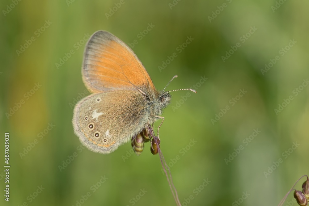 Coenonympha glycerion - Chestnut Heath sitting on a grass blade. Beautiful butterfly on green background. Coenonympha glycerion - Chestnut Heath sitting on a grass blade. Beautiful butterfly on green background.