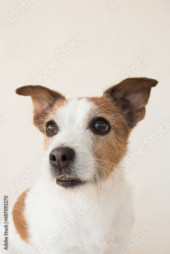 Portrait of a Jack Russell Terrier dog, studio setting captured. Attentive expression, brown and white fur detailed