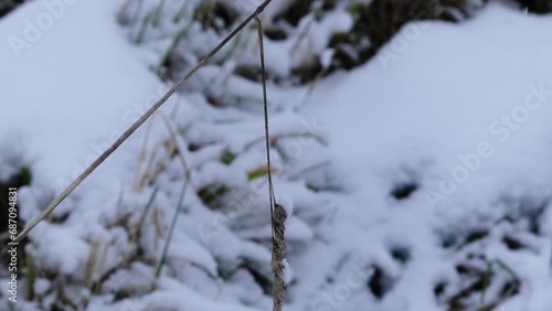 Wallpaper Mural Wheat in snowy landscape, 4k Torontodigital.ca