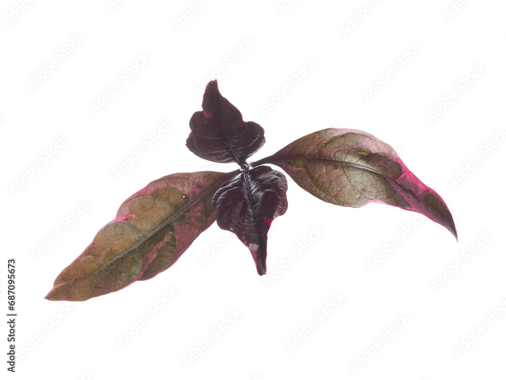Obraz premium caricature plant leaves