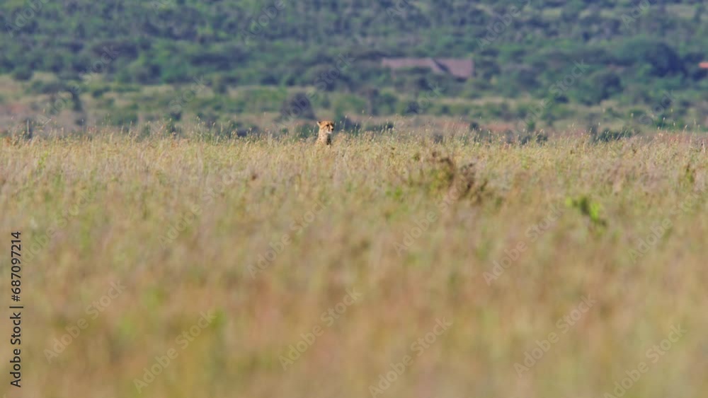 Long lens of a cheetah (Acinonyx jubatus) scanning the savannah ready to hunt during the morning in Africa. Long lens of a cheetah (Acinonyx jubatus) scanning the savannah ready to hunt during the morning in Africa.