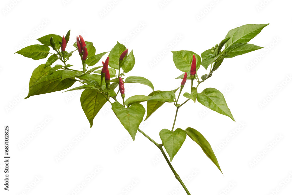 red hot chili pepper red hot chili pepper