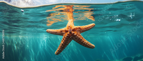 Closeup of a Starfish in water photo