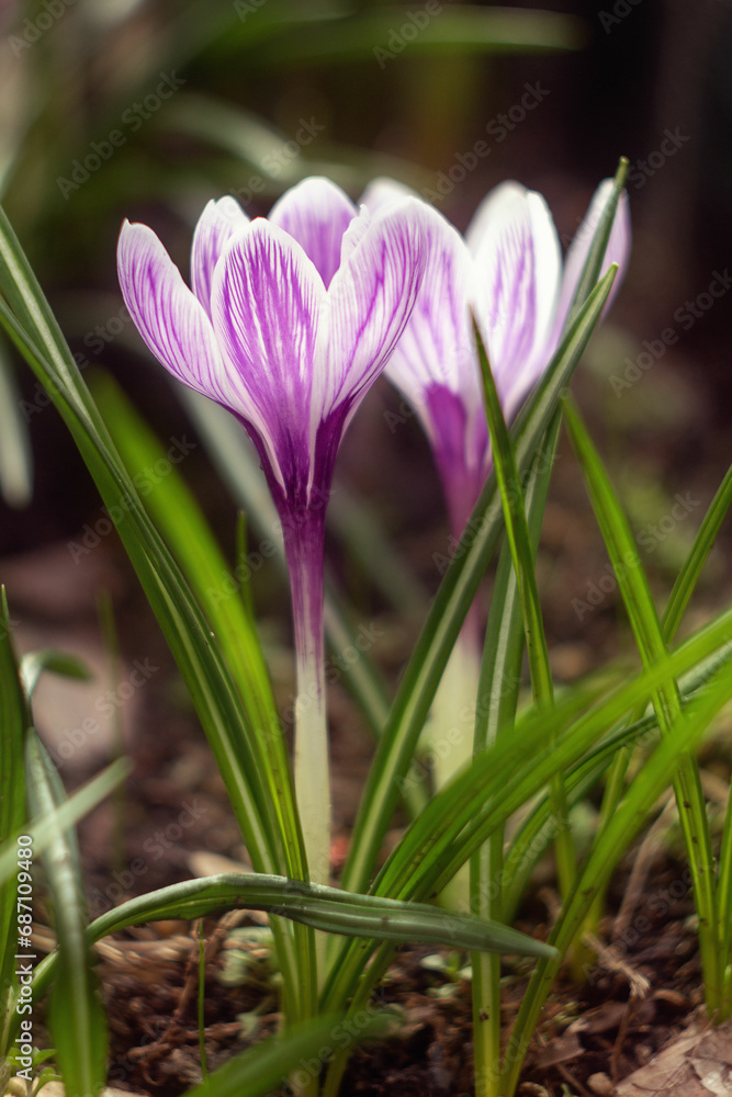 spring crocus flower