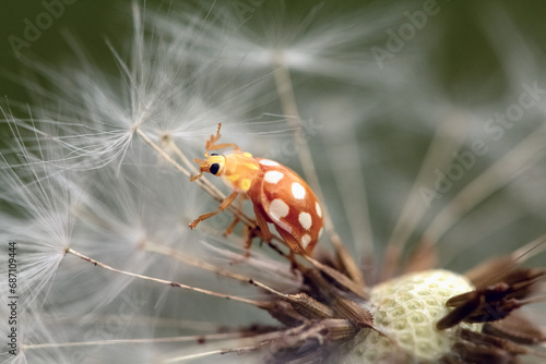 ladybug on a flower © Andrey