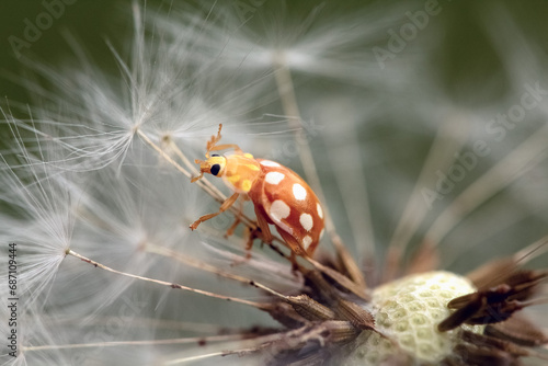 ladybug on a flower