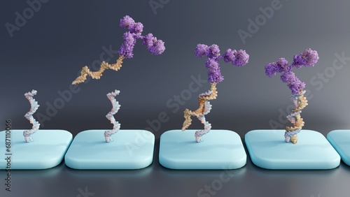 Antibody-oligonucleotide conjugates  or AOC use in antibody arrays; 3d rendering photo