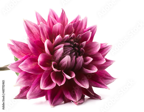 Dahlia isolated on white background  cutout 