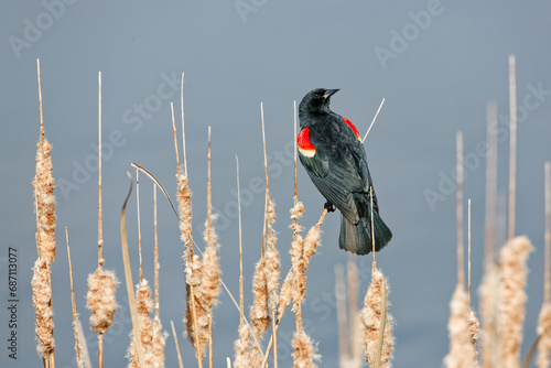 A Red-winged Blackbird (Agelaius phoeniceus) perched on a reed stalk in early spring. photo