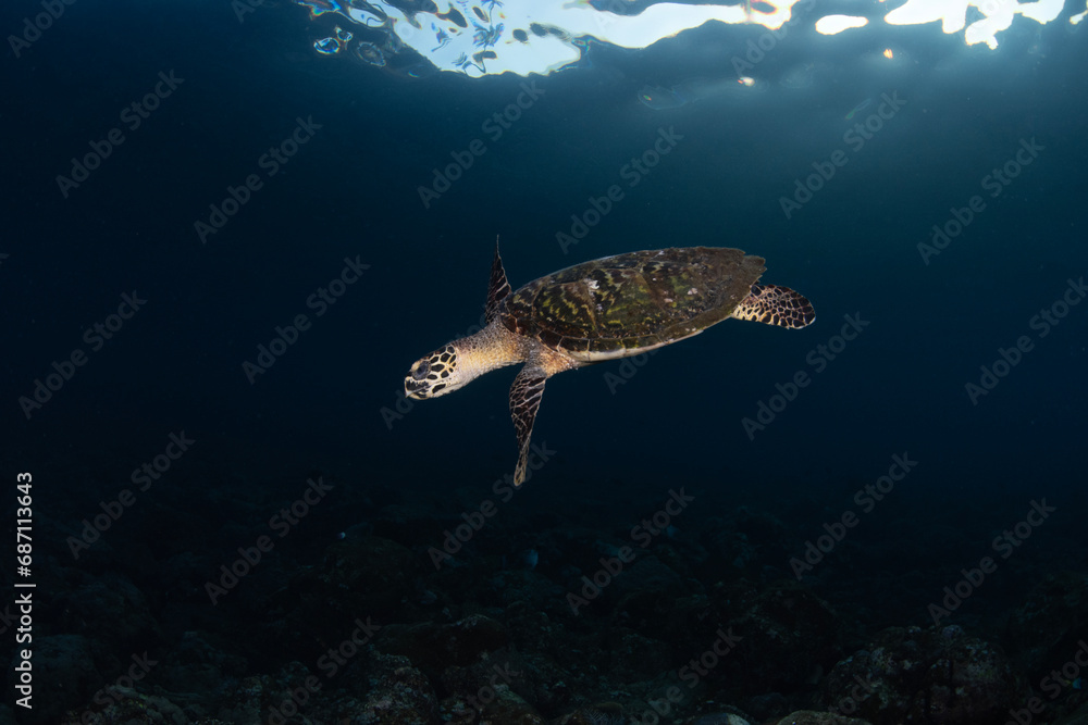 Hawksbill sea turtle is swimming in the open sea. Underwater world of Bali, Indonesia. Hawksbill sea turtle is swimming in the open sea. Underwater world of Bali, Indonesia.