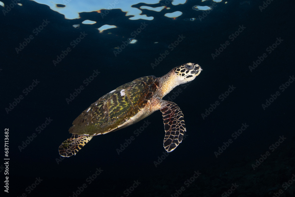Obraz premium Hawksbill sea turtle is swimming in the open sea. Underwater world of Bali, Indonesia.