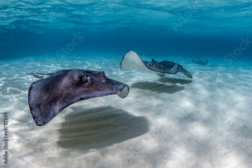 Tableau sur toile Stingray city