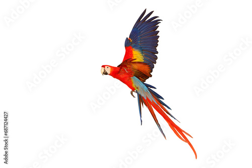 Colorful flying parrot isolated on transparent background png file  © Passakorn