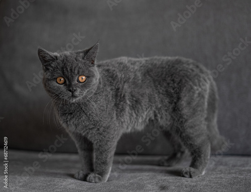 black and white cat portrait
