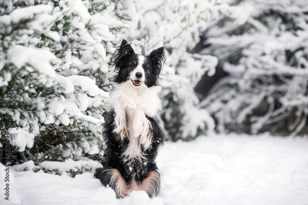 border collie winter walk in the snow beautiful winter photos of dogs