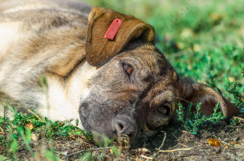 Wallpaper Mural mongrel dog resting on the grass in the sunlight Torontodigital.ca